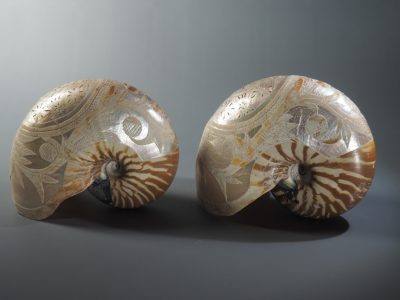 Coquilles de nautile Nouvelle-Calédonie XIXe