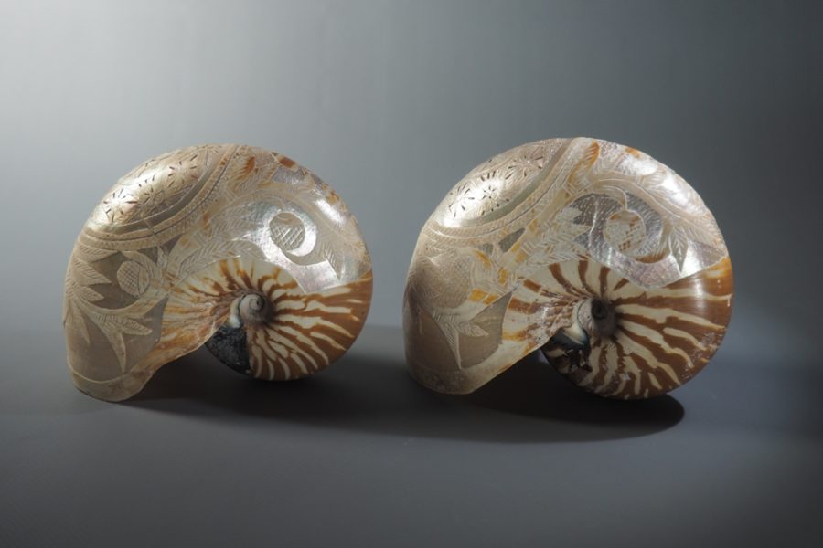 4019_1 Coquilles de nautile Nouvelle-Calédonie XIXe