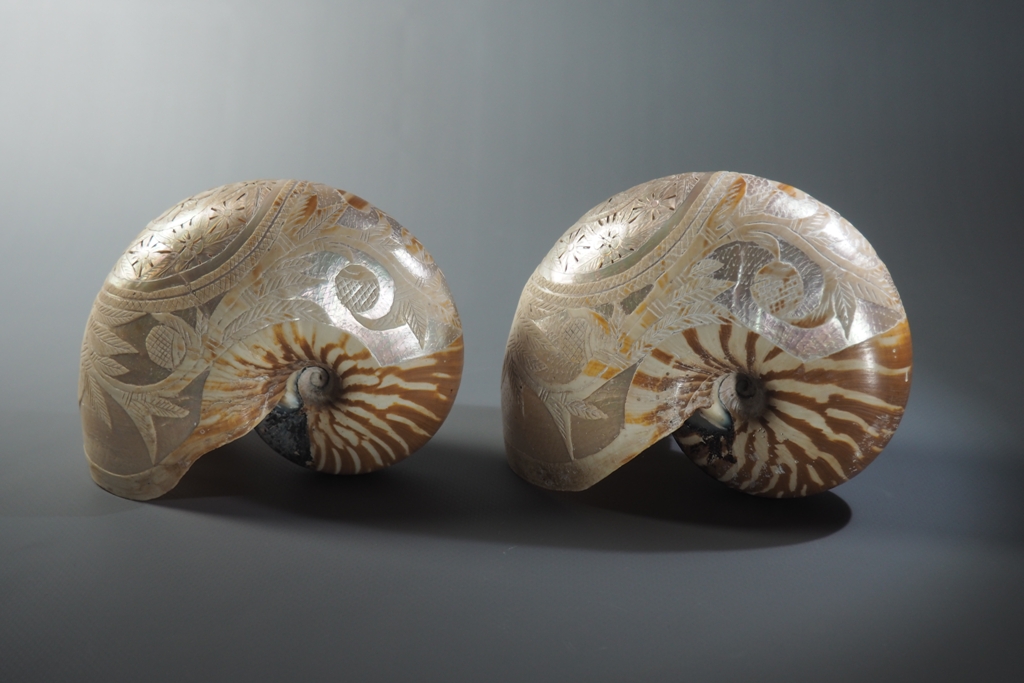 Coquilles de nautile Nouvelle-Calédonie XIXe