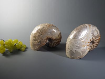 Coquilles de nautile Nouvelle-Calédonie XIXe