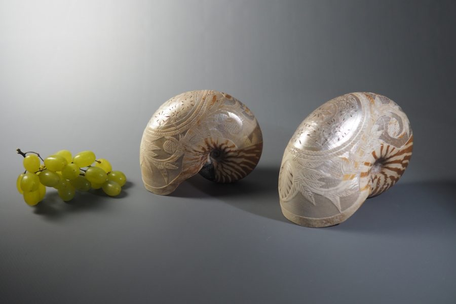 Coquilles de nautile Nouvelle-Calédonie XIXe