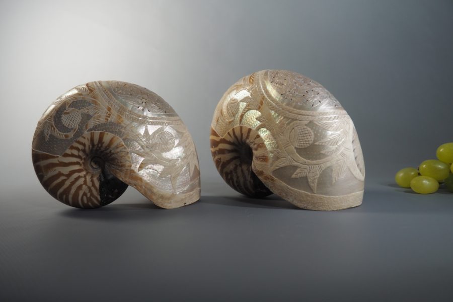 Coquilles de nautile Nouvelle-Calédonie XIXe