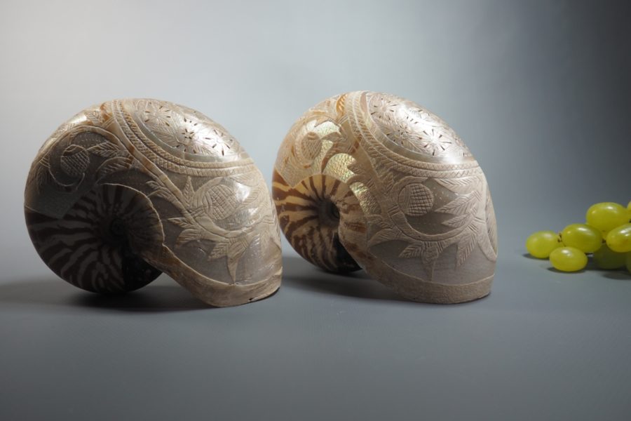 Coquilles de nautile Nouvelle-Calédonie XIXe